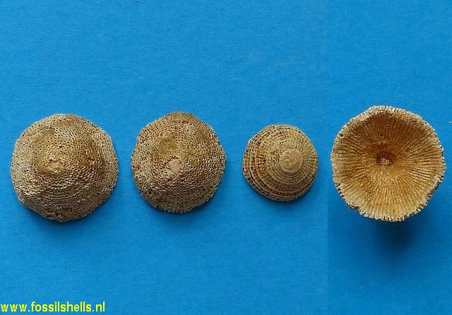 Discoporella species