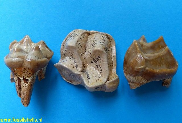 Palaeotherium crassum