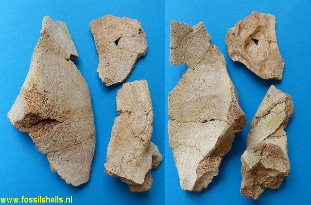 Palaeotherium crassum