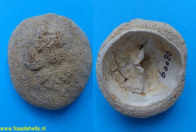 Unidentified Cnidaria