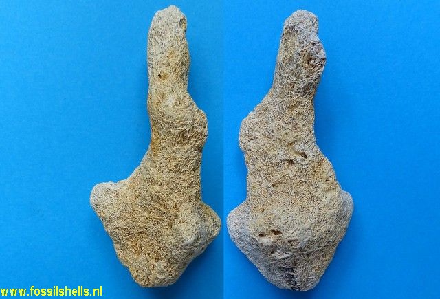 Unidentified Cnidaria