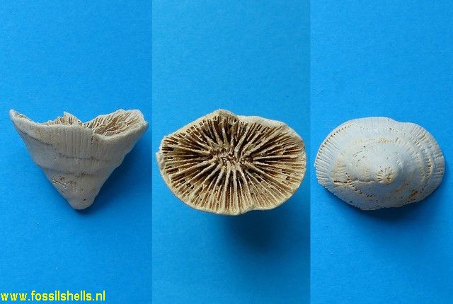 Circophyllia truncata