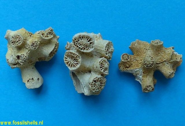 Dendrophyllia species