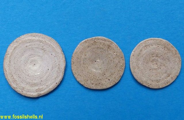 Orbitolites complanatus