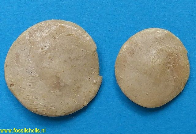 Orbitolites complanatus