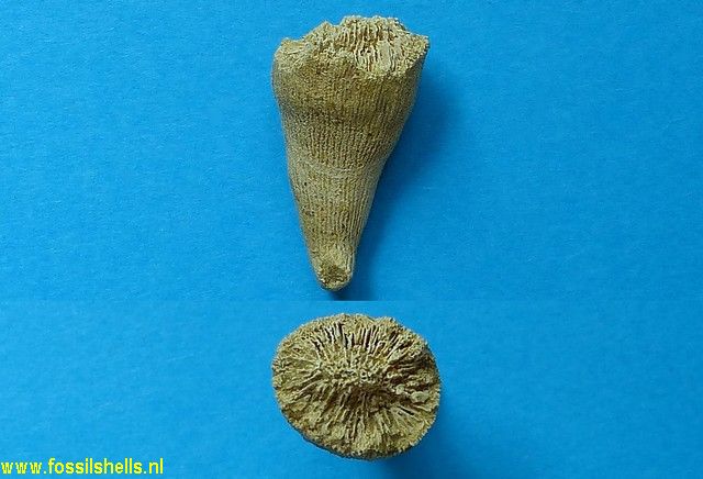 Circophyllia truncata