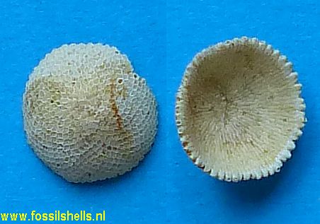 Discoporella species