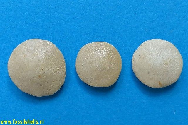 Nummulites species