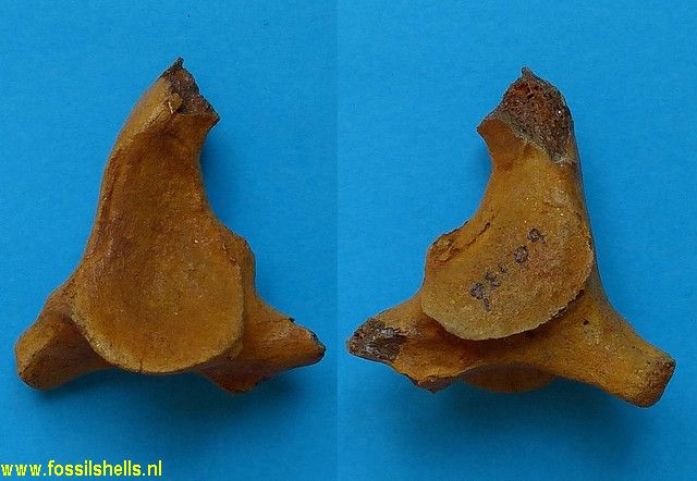 Unidentified Chordata