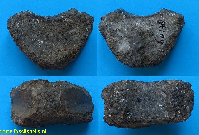 Unidentified Chordata