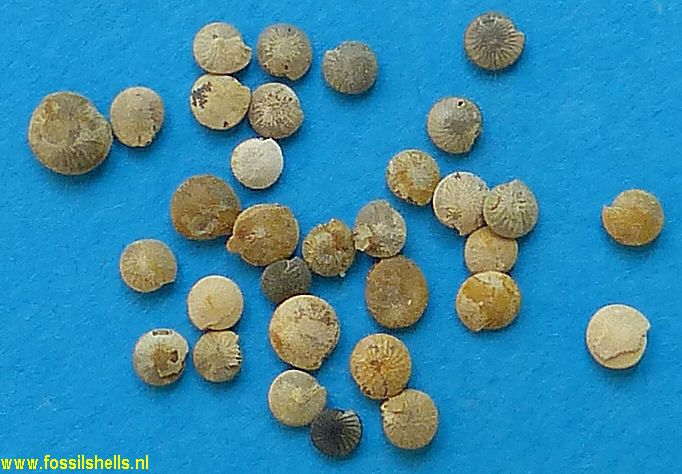 Unidentified Foraminifera