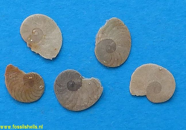 Unidentified Foraminifera