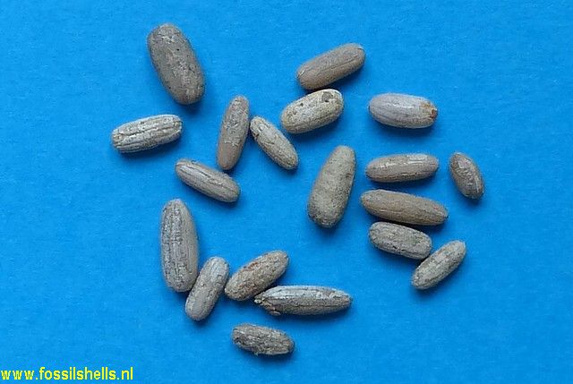 Unidentified Holothuroidea