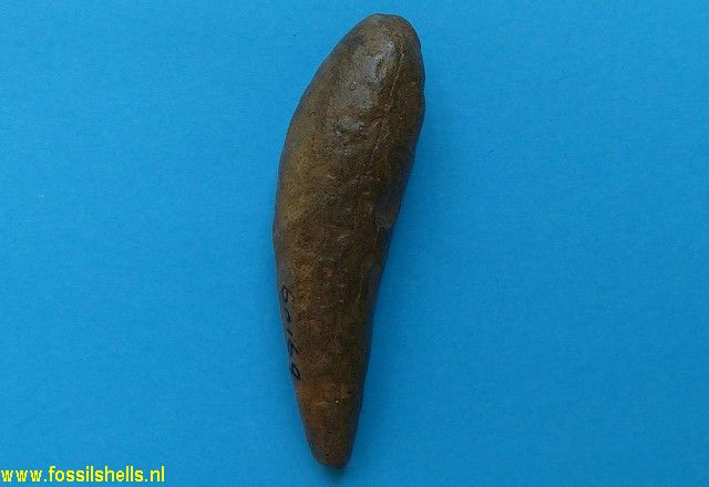 Unidentified Chordata