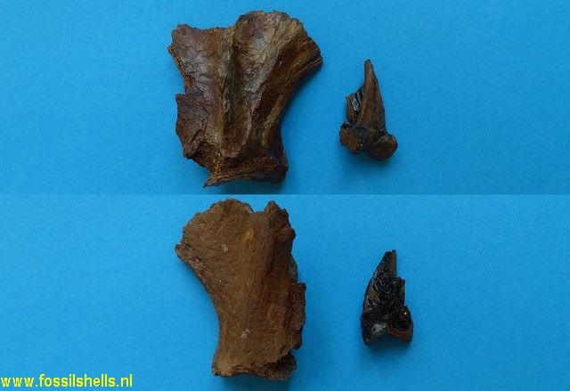 Unidentified Chordata