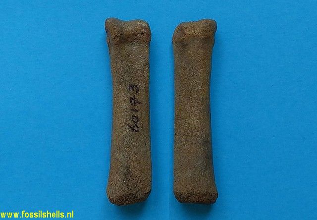 Unidentified Chordata