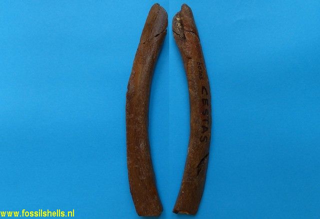 Unidentified Chordata