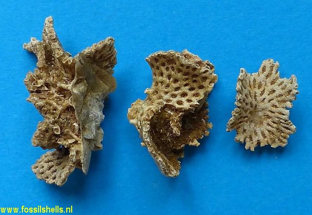 Unidentified Polyzoa