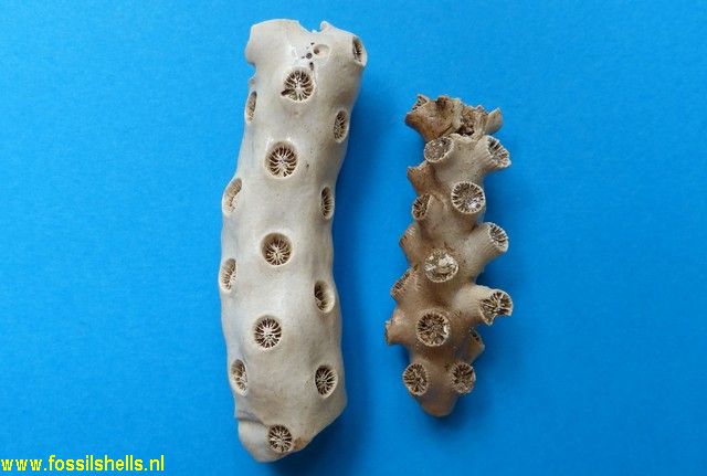 Archohelia vicksburgensis