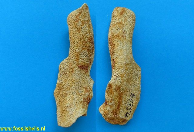 Pocillopora madreporacea