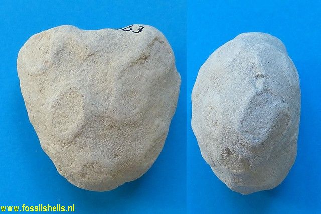 Unidentified Porifera