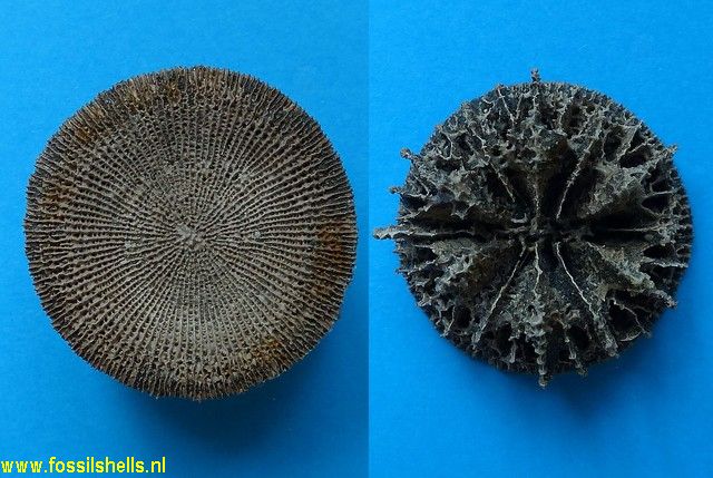 Stephanophyllia nysti