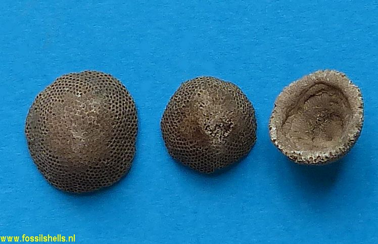 Discoporella umbellata
