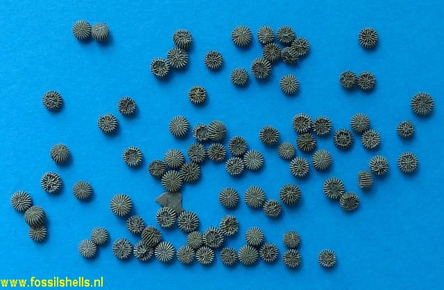 Cylindrophyllia duncani