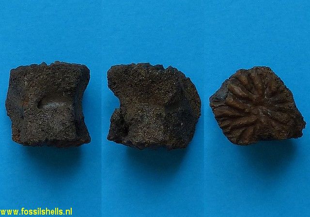 Unidentified Chordata