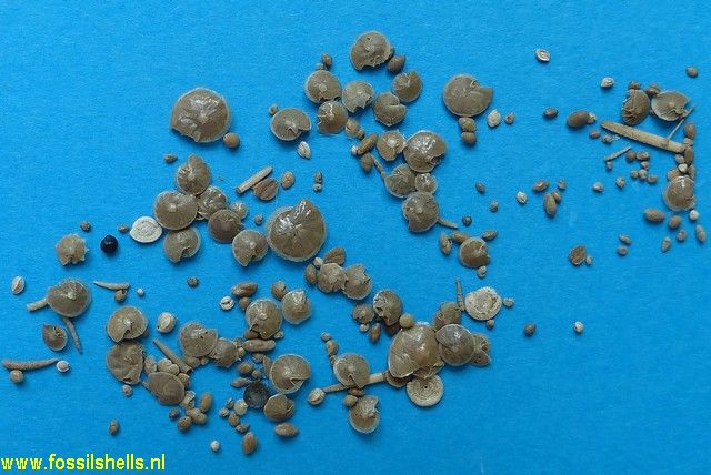 Unidentified Foraminifera