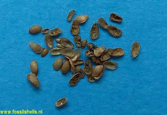 Unidentified Ostracoda