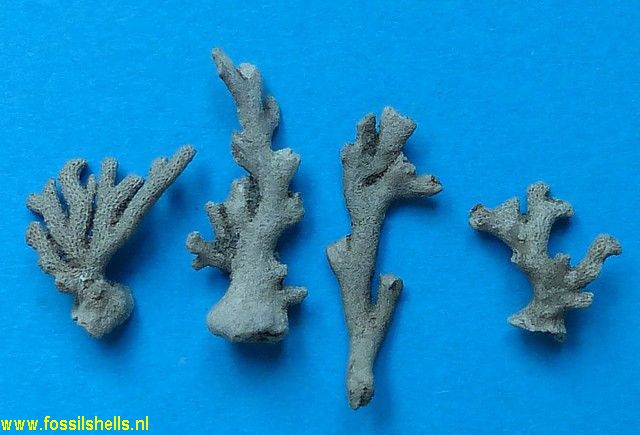Unidentified Polyzoa