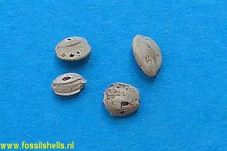 Unidentified Foraminifera