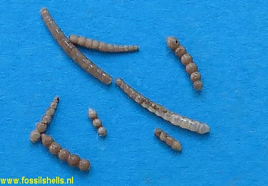 Unidentified Foraminifera