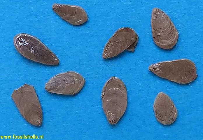 Unidentified Foraminifera
