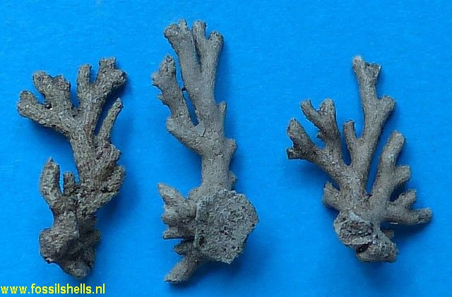 Unidentified Polyzoa