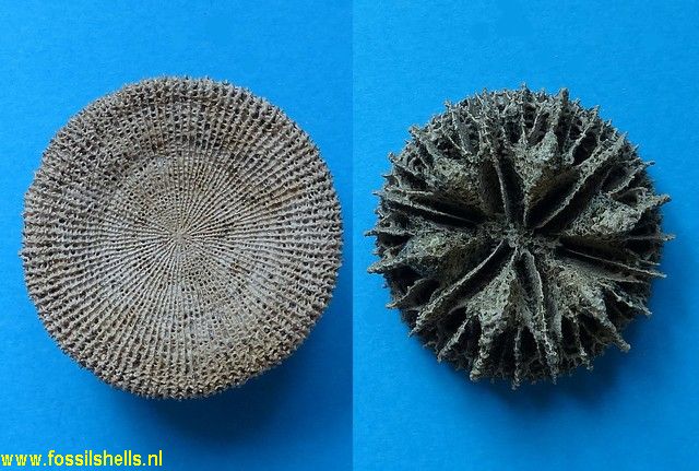 Stephanophyllia nysti