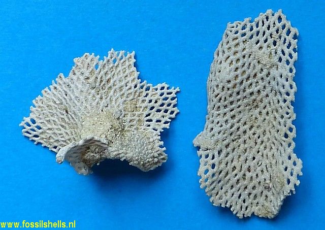 Unidentified Polyzoa