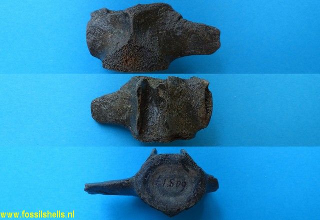 Unidentified Cetartiodactyla