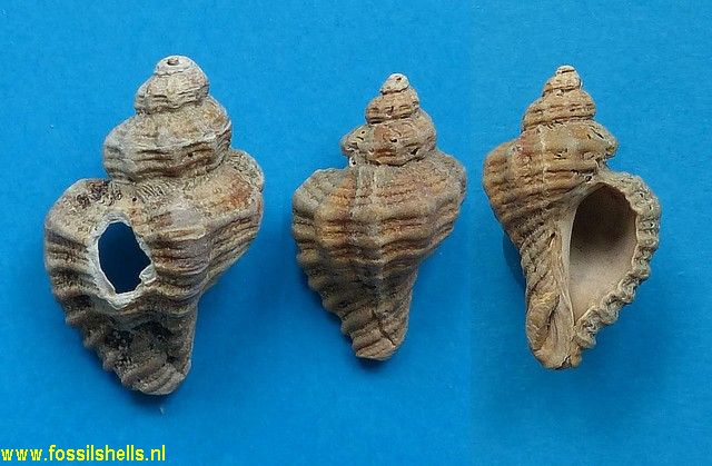 Ocenebra erinaceus