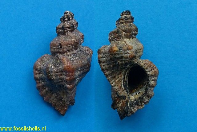 Ocenebra erinaceus