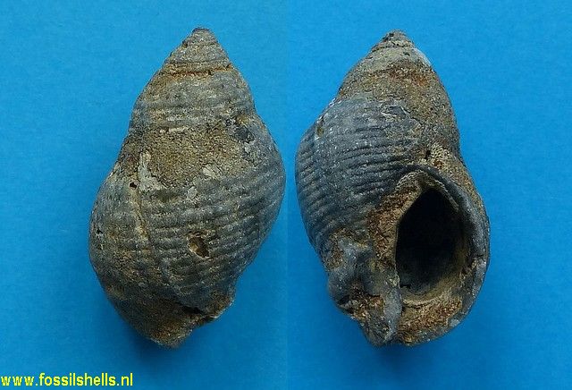 Spinucella tetragona