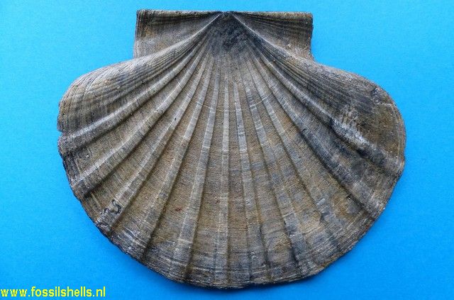 Pecten novaezelandiae
