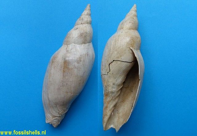 Pachymelon fissurata
