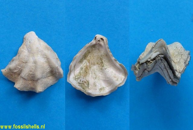 Plicatula marginata 