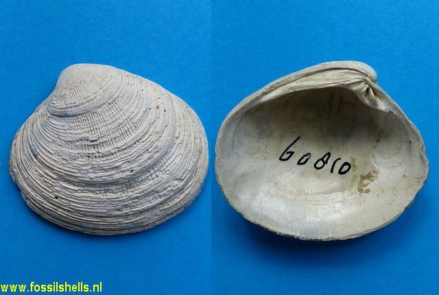 Pitar chioneformis