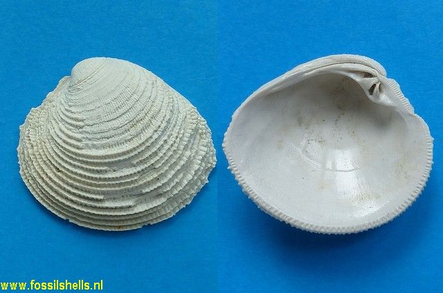 Chione cribraria
