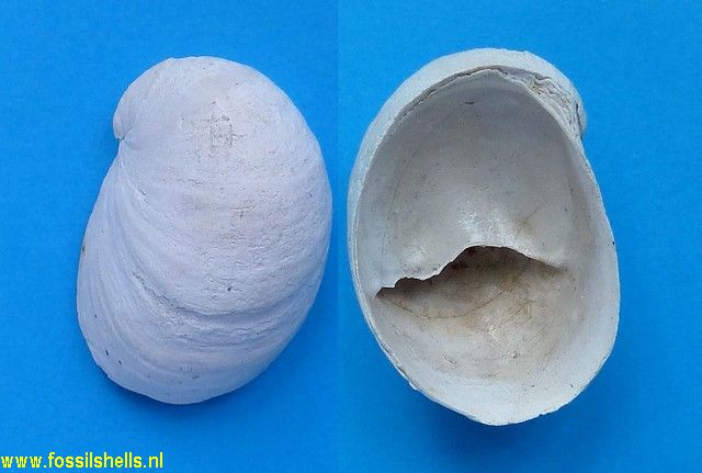 Crepidula fornicata