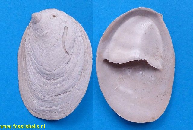 Crepidula plana 
