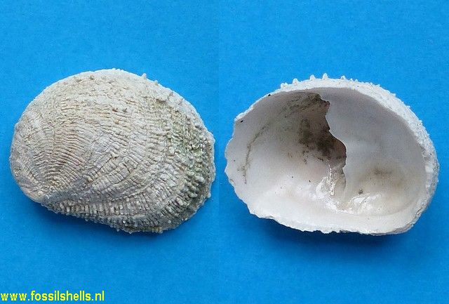 Crepidula aculeata